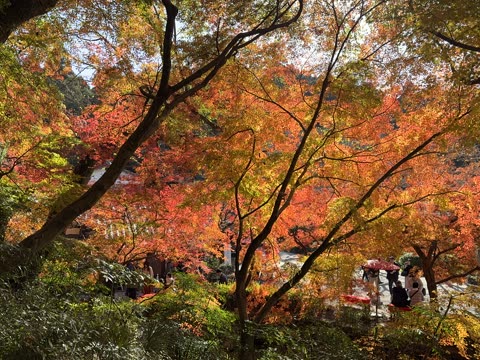 A dense canopy of Japanese maple trees with vibrant red and orange leaves covers a path where people are gathered.