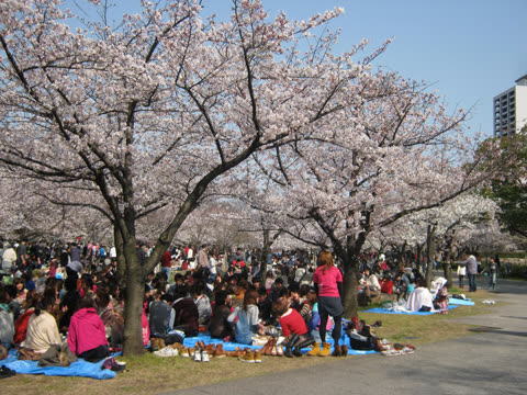 A large crowd of people sits on blue tarps on the grass under blossoming cherry trees in a park.