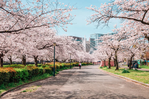 A paved path leads through a city park flanked by rows of blooming pink cherry blossom trees and a distant city skyline.