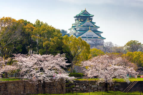 A multi-tiered Japanese castle with green roofs and white walls stands on a hill behind blooming pink cherry trees.