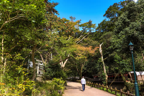 A person walks down a paved path winding through a sunlit forest of tall, leafy green trees.