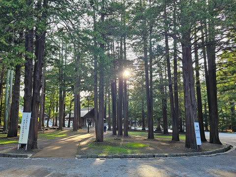 Person walking through a sunlit grove of tall trees.