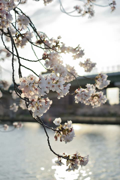 A branch of white cherry blossoms hangs over water with the bright sun reflecting on its shimmering surface.